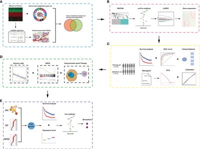 Development and Verification of the Amino Metabolism-Related and Immune-Associated Prognosis Signature in Gliomas